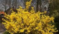 Gardening Tips – how to care for Forsythia